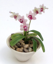 orchid.jpg