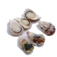 Image of Oyster, 12