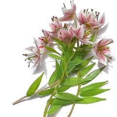 Image of <b>NEW</b>: Star Lily 2025 Stencil