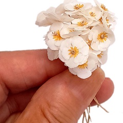 Image of <b>NEW</b>: Gardenia / Magnolia